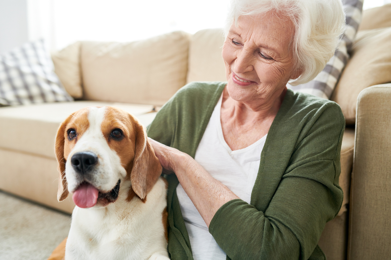 Senior woman petting a beagle dog indoors